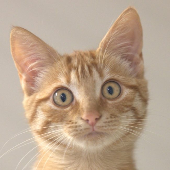 Lionna - Chat Européen à adopter