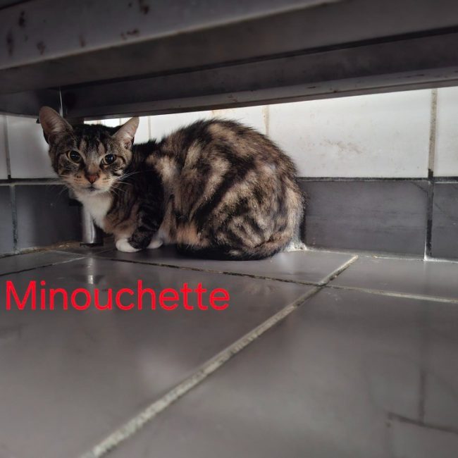 Minouchette - Chat Européen à adopter