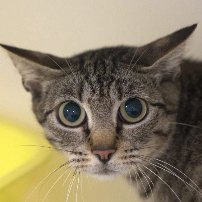 Mystigris - Chat Européen à adopter