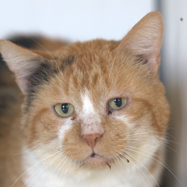 Bob - Chat à adopter