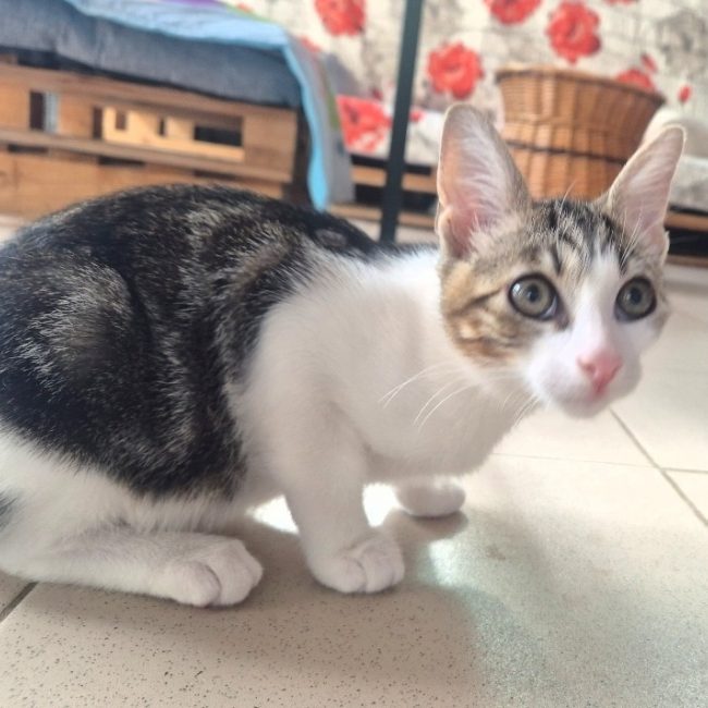 Kiri - Chat Européen à adopter