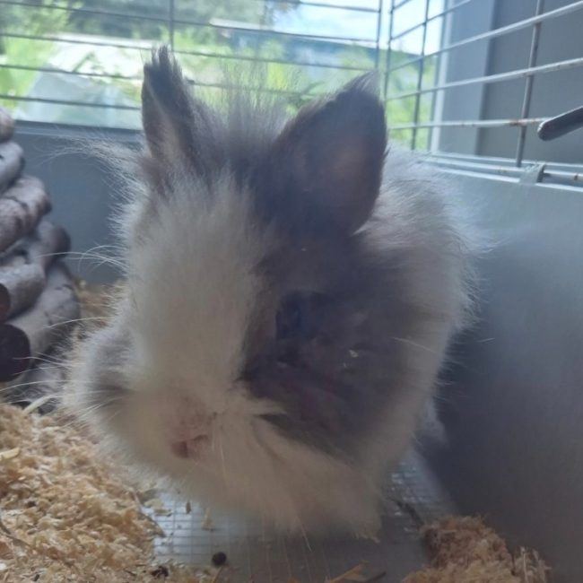 Nuts - Rongeur Lapin à adopter
