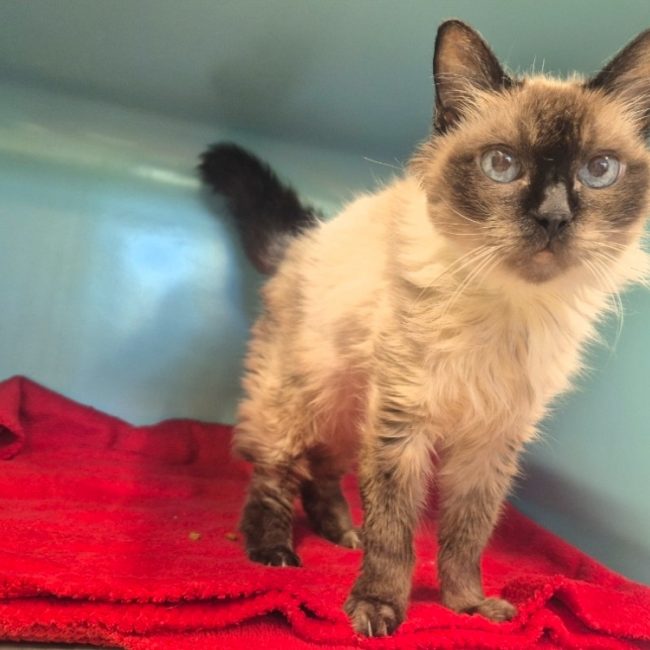 Bilbo - Chat Européen à adopter