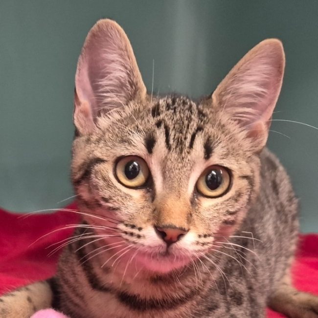 Bunny - Chat Européen à adopter