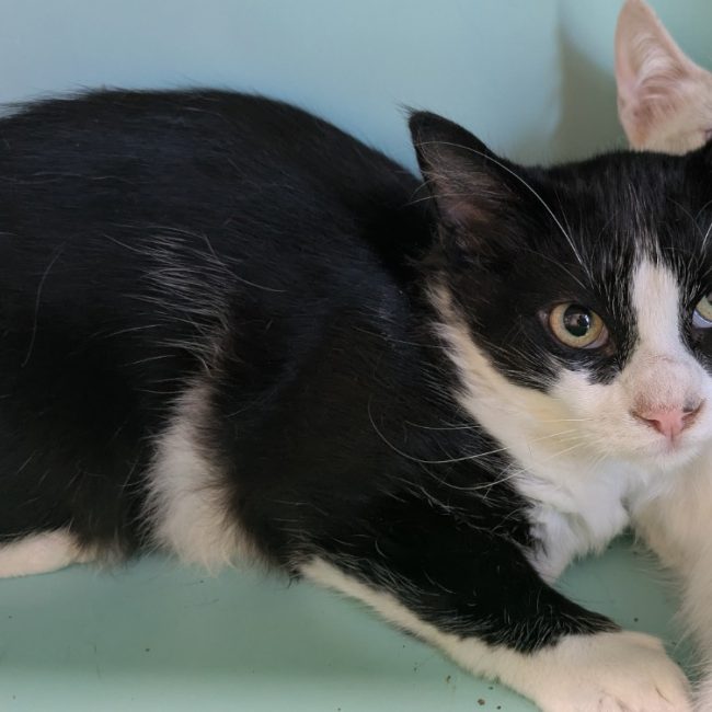 Norman - Chat Européen à adopter