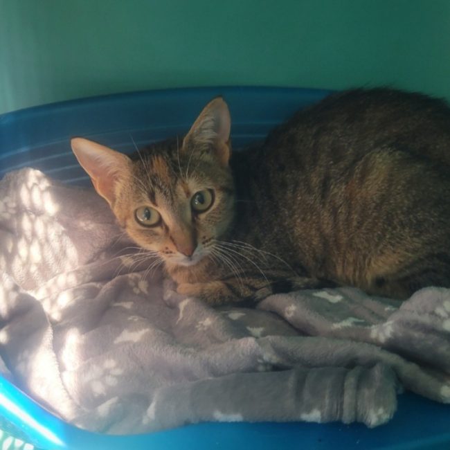 Pelagie - Chat Européen à adopter