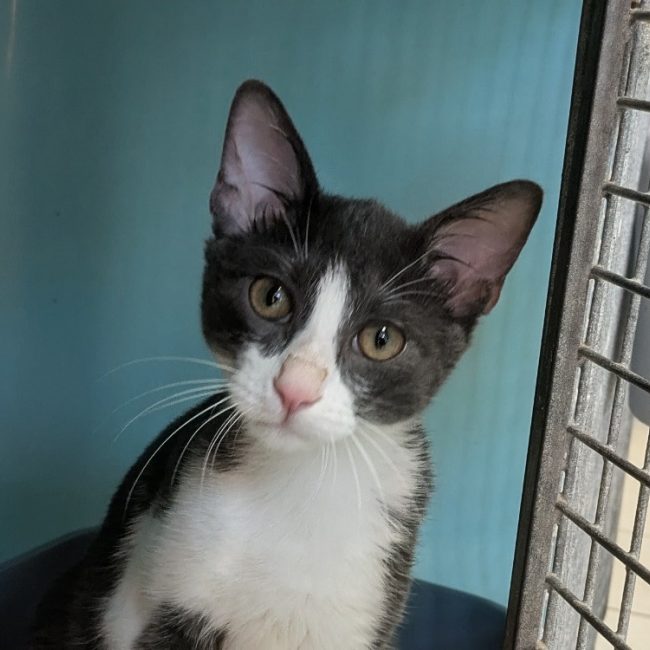 Berlioz - Chat Européen à adopter