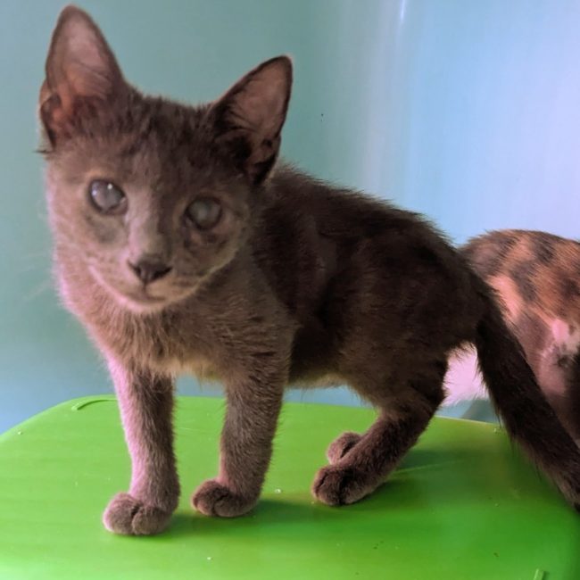 Cattleya - Chat Européen à adopter