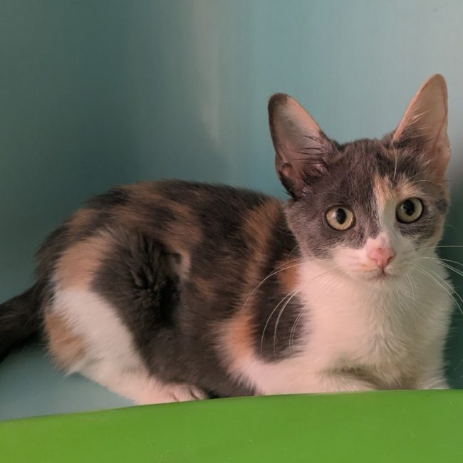 Canaille - Chat Européen à adopter