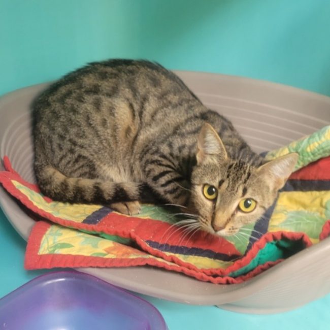 Patsy - Chat Européen à adopter