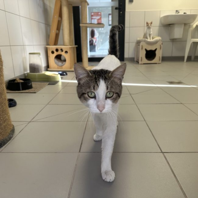 Rex - Chat Européen à adopter