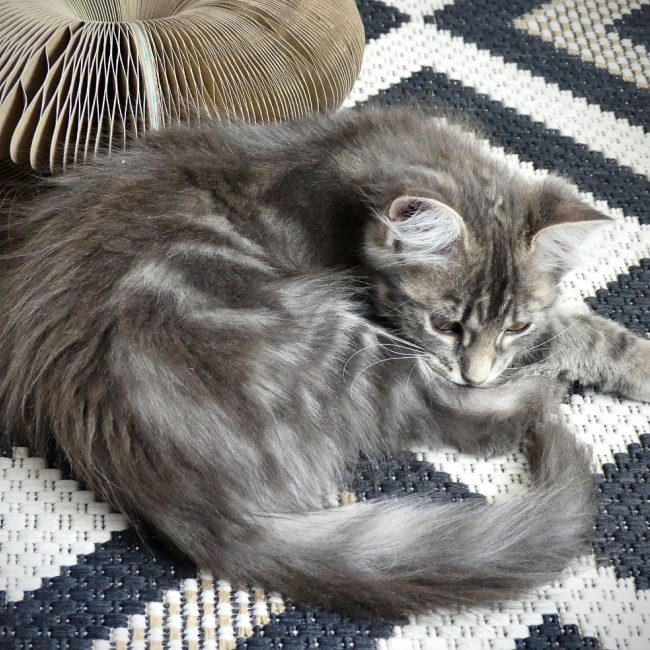 Pilou - Chat Européen à adopter