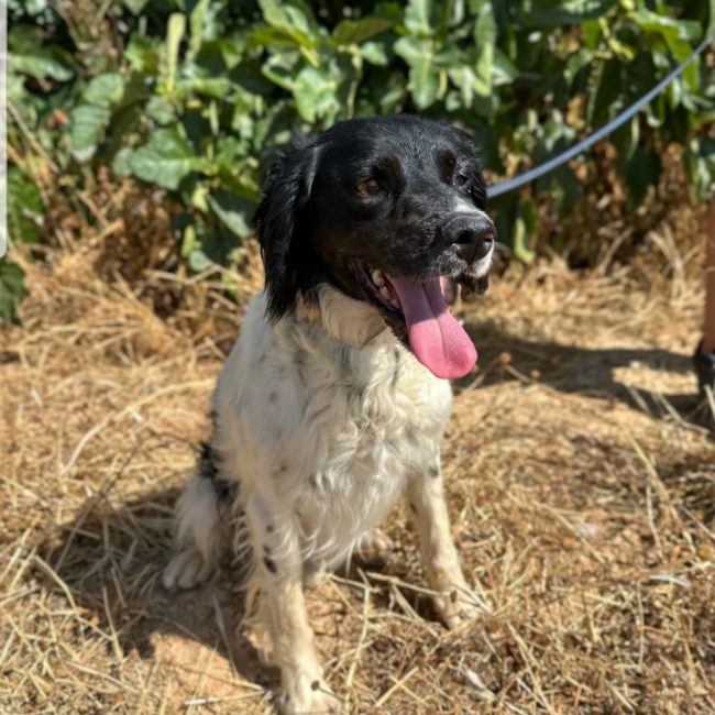 PANDA - Chien à adopter