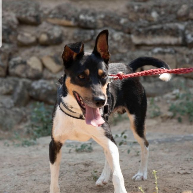 NÉMO - Chien Ratonero Bodeguero Andaluz à adopter