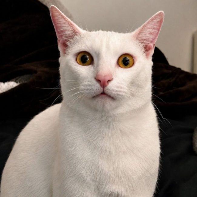 MAX - Chat Européen à adopter
