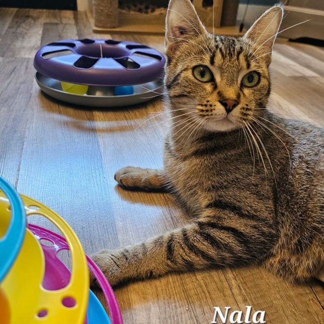 NALA