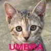 Umbra