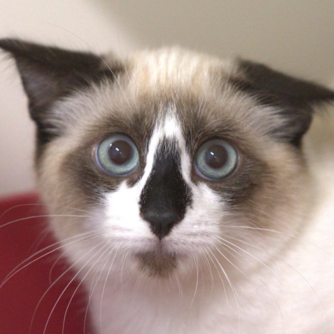 Bruxelles - Chat à adopter