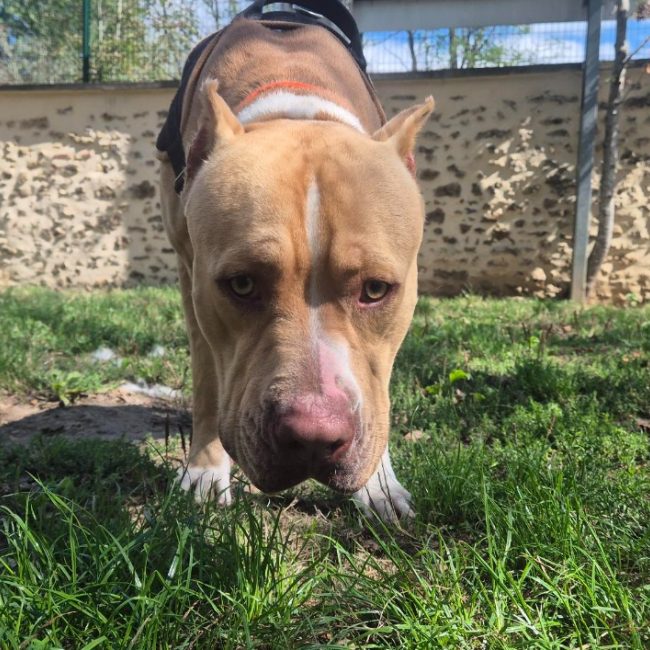 Chucky - Chien à adopter