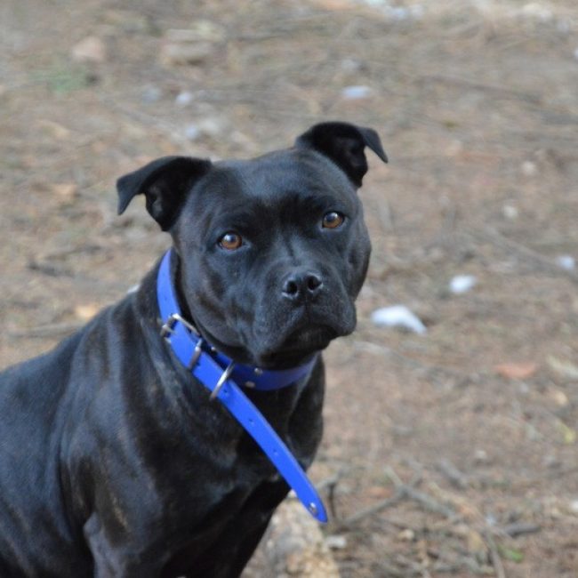 Mailli - Chien Staffordshire Bull Terrier à adopter