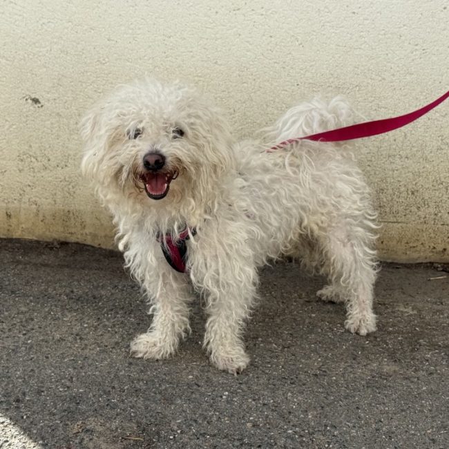 Pitchou - Chien Bichon à poil frisé à adopter