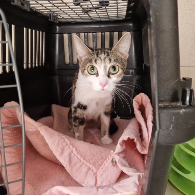 Agatha - Chat Européen à adopter