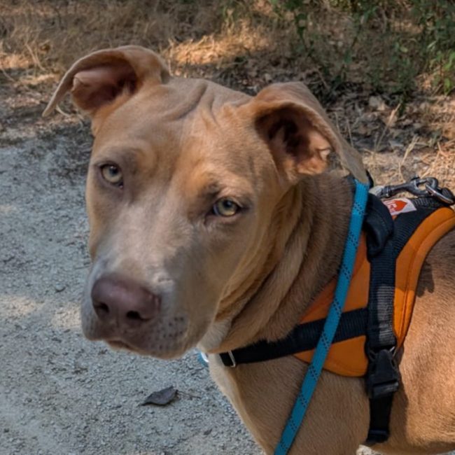 Luna - Chien à adopter