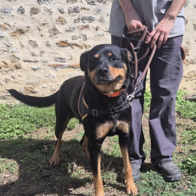 Princesse petit coeur - Chien à adopter