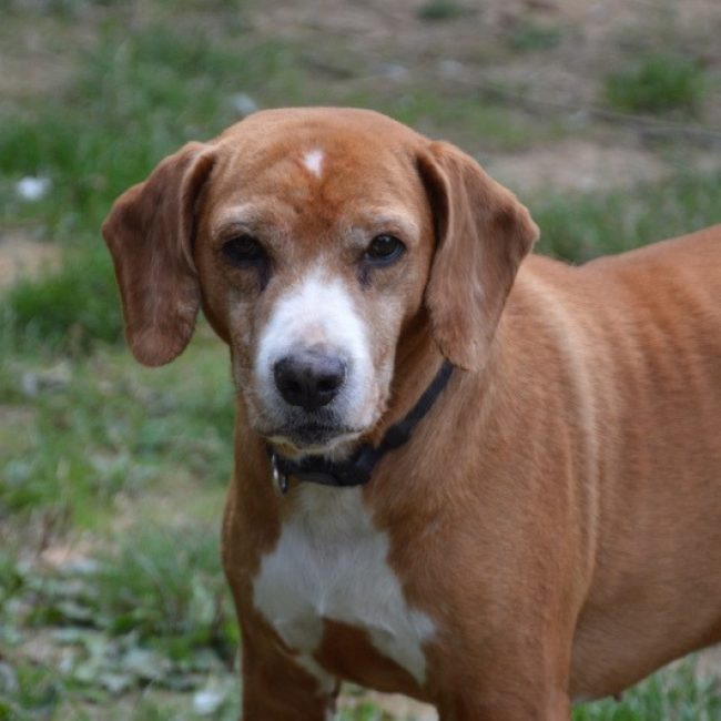 Pego - Chien à adopter