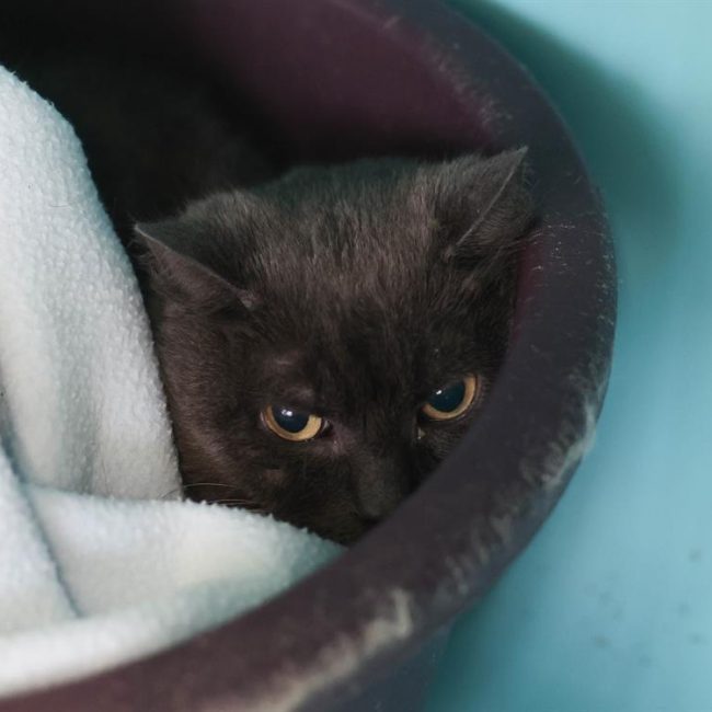 Toulouse - Chat Européen à adopter