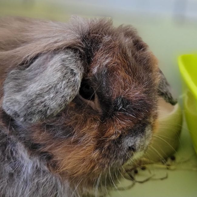 Aldéric - Rongeur Lapin à adopter