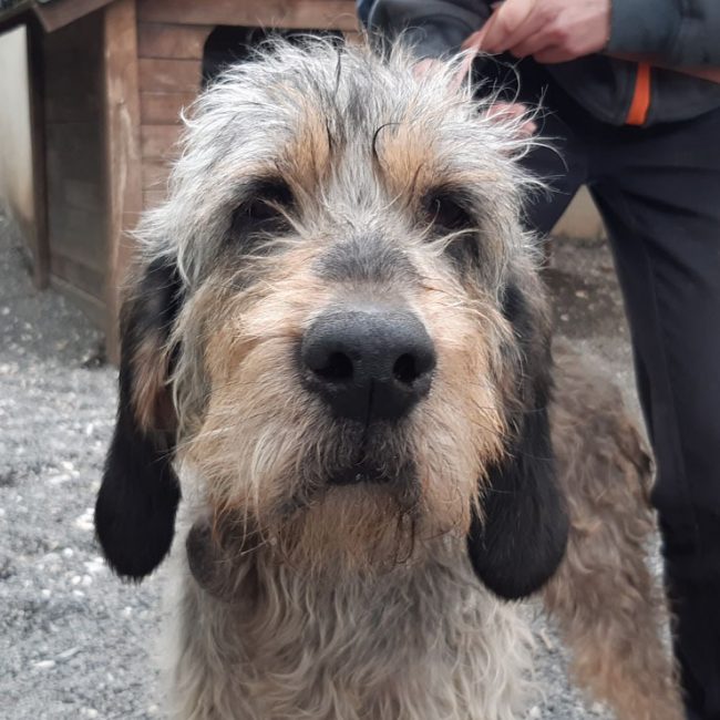Nala - Chien Briquet Griffon Vendéen à adopter