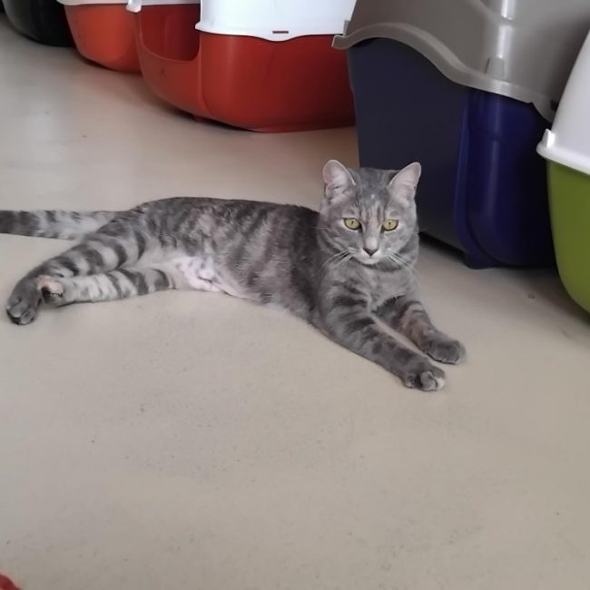 Missandei - Chat Européen à adopter