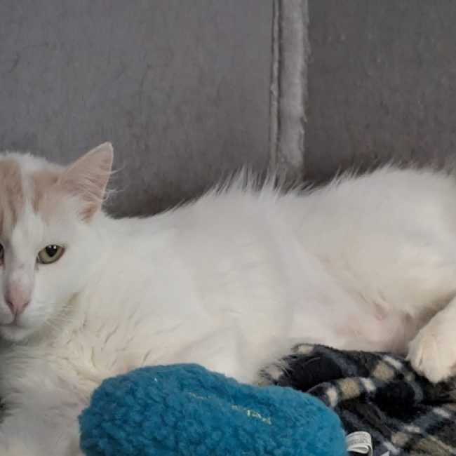 Plumette - Chat Européen à adopter