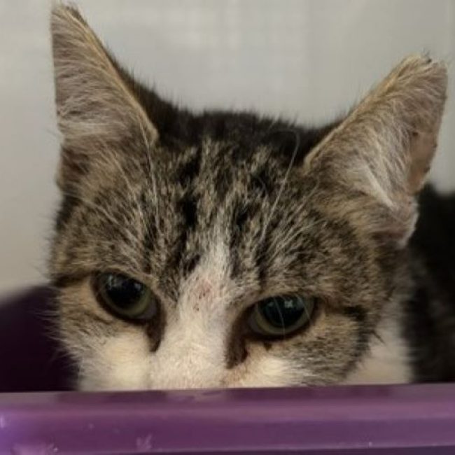 Bastia - Chat Européen à adopter