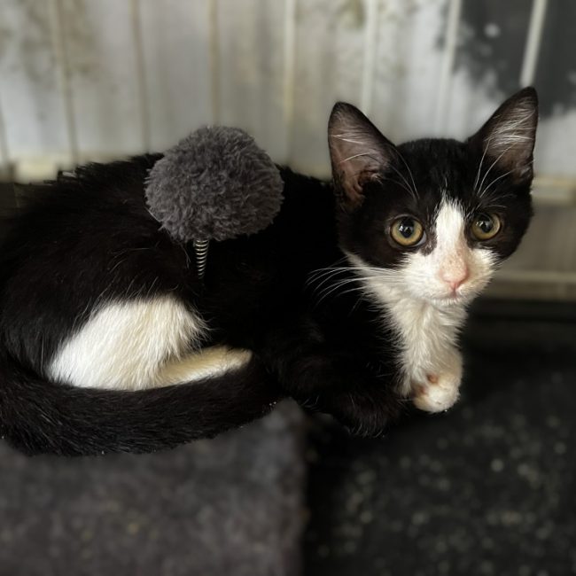 BaÏkal - Chat Européen à adopter