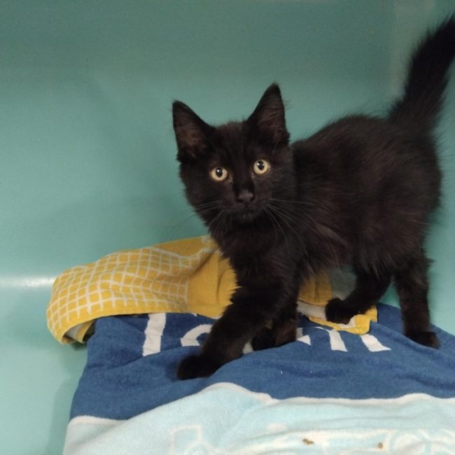 Tywin - Chat Européen à adopter