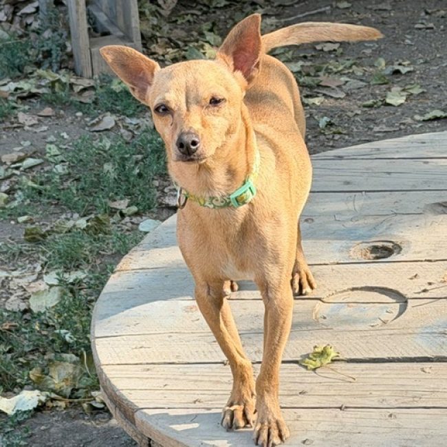 Stitch - Chien Pinscher Nain à adopter