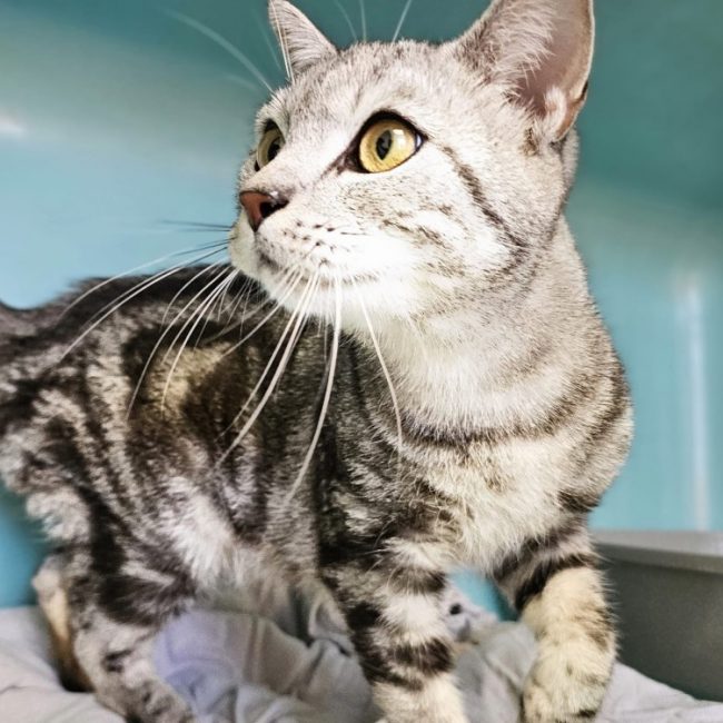 Kenzo - Chat Européen à adopter