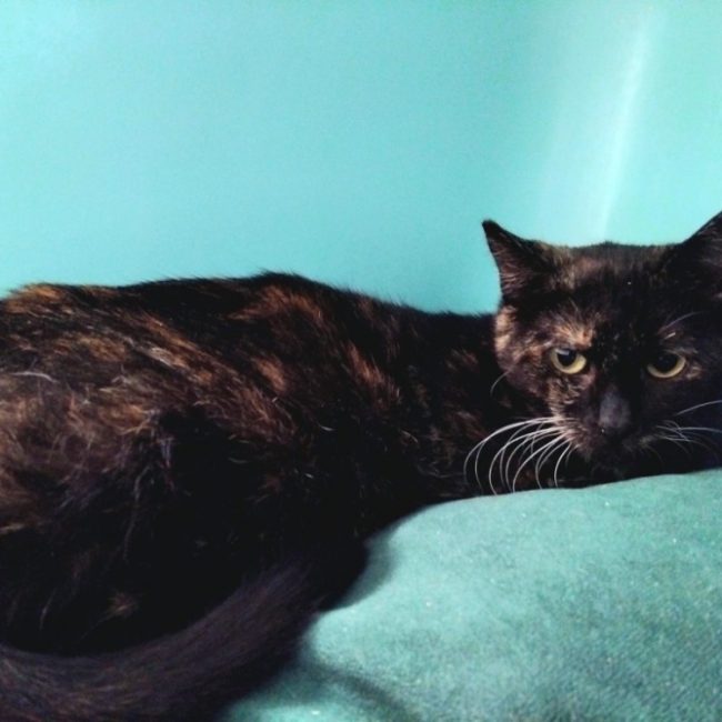 Stega - Chat Européen à adopter