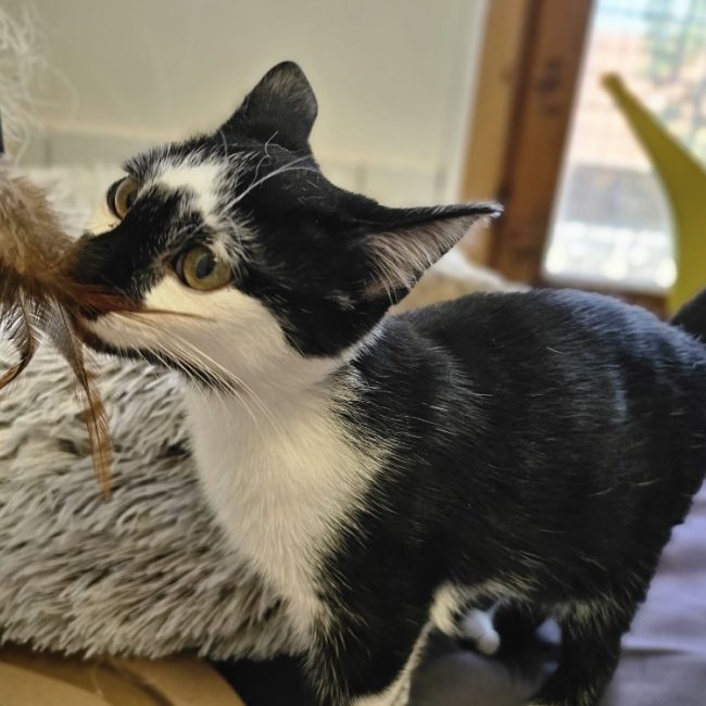 Chaplin - Chat Européen à adopter