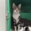 Merlin