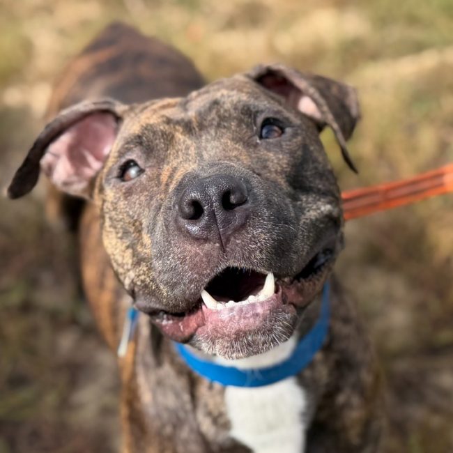 Diane - Chien Bouledogue Américain à adopter