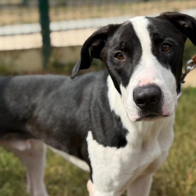 Daigo - Chien Berger à adopter
