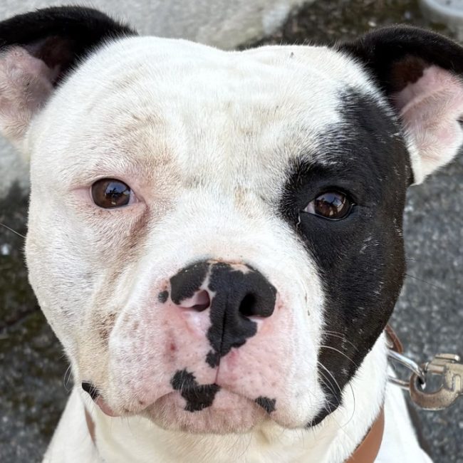 Vallium - Chien Bouledogue Américain à adopter