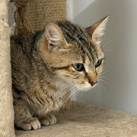 Lilas - Chat Européen à adopter