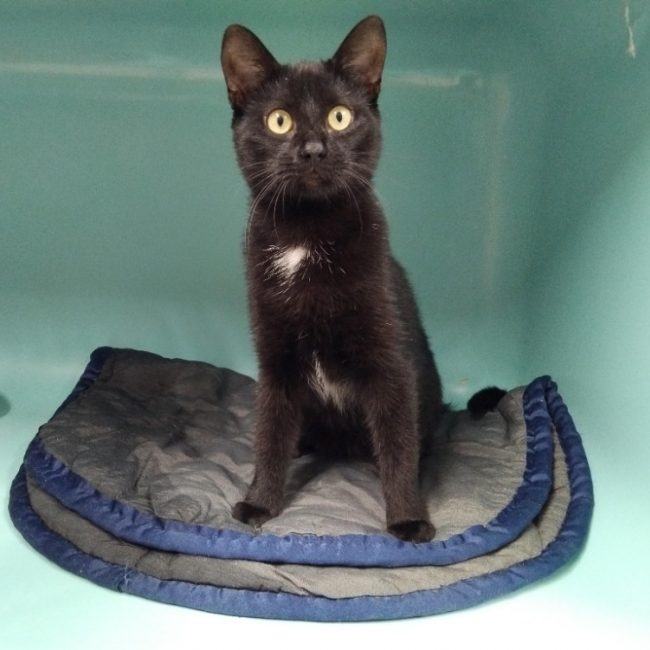 Viviane - Chat Européen à adopter