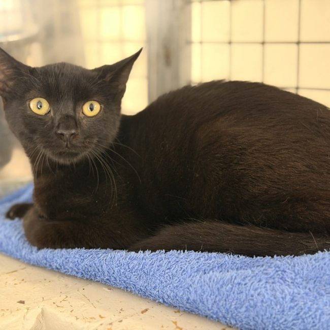 Filou - Chat Européen à adopter