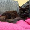 Kikoo