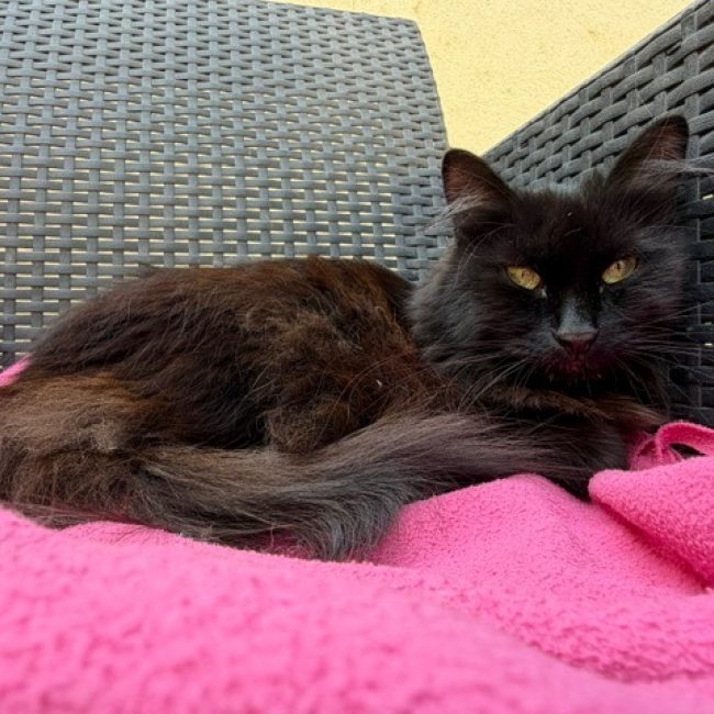 Kikoo - Chat Européen à adopter